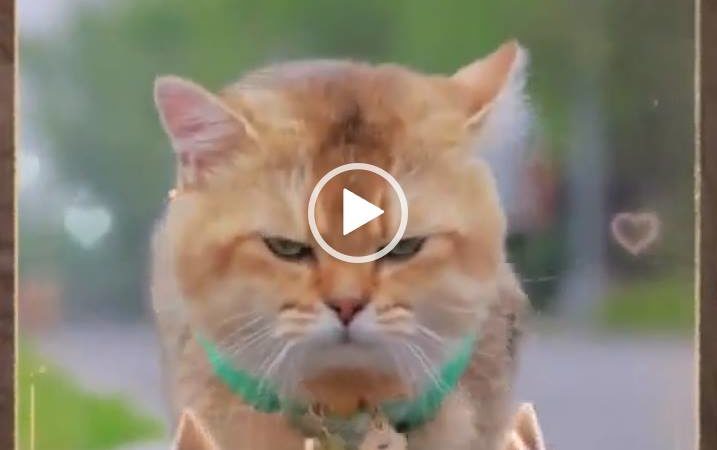 Хорошего настроения! Классная видео открытка с котиками.