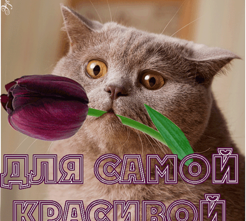 Для самой красивой! Анимированная открытка с цветком и котиком.