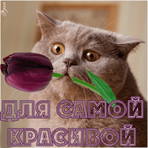 Для самой красивой! Анимированная открытка с цветком и котиком.